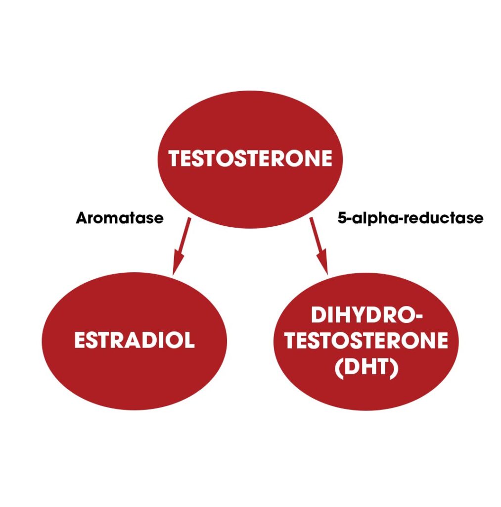 Testosterone conversions into estradiol and Dihydrotestosterone